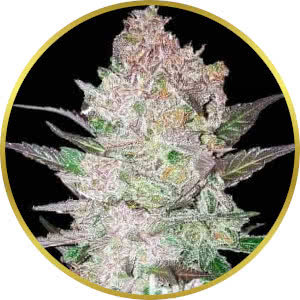 Cookies and Cream Feminized Seeds for sale from Blimburn