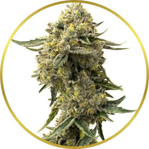 Cookies and Cream Feminized Seeds for sale from Homegrown