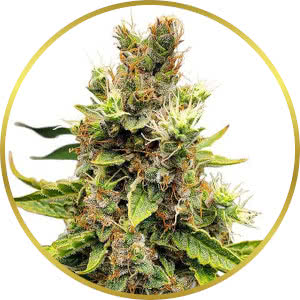 Cookies and Cream Feminized Seeds for sale from ILGM