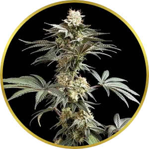 Cookies and Cream Feminized Seeds for sale from Seedsman