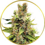 Cookies and Cream Feminized Seeds for sale USA