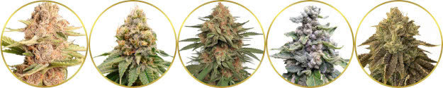 top-ranked list of the best Cookies weed strains to grow