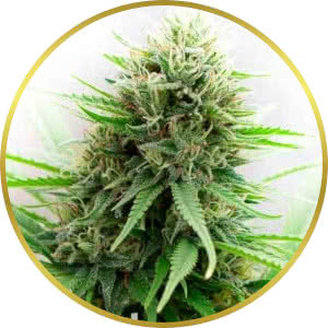 Critical Mass CBD Autoflower Seeds for sale from Blimburn