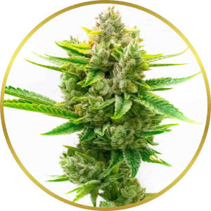 Critical Mass CBD Autoflower Seeds for sale from Homegrown