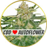 Critical Mass CBD Autoflower Seeds for sale USA
