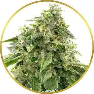 Critical Mass CBD Feminized Seeds for sale from Blimburn