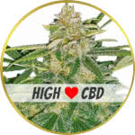 Critical Mass CBD Feminized Seeds for sale USA