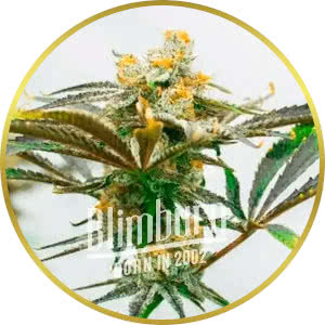 Crystal Feminized Seeds for sale from Blimburn