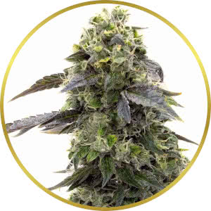 Crystal Feminized Seeds for sale from Homegrown