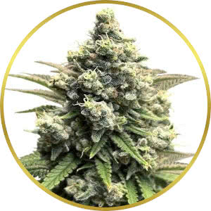 Crystal Feminized Seeds for sale from ILGM