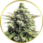 Crystal Feminized Seeds for sale USA