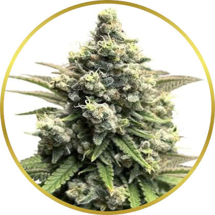 Crystal marijuana strain