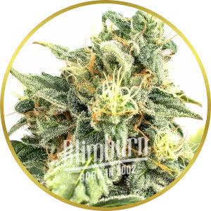 Disco Bizkit Feminized Seeds for sale from Blimburn