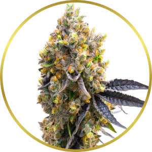 Disco Bizkit Feminized Seeds for sale from Homegrown