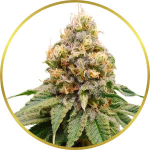 Disco Bizkit Feminized Seeds for sale from ILGM