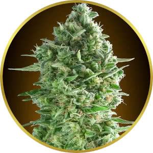 Disco Bizkit Feminized Seeds for sale from Seedsman by 00 Seeds
