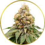 Disco Bizkit Feminized Seeds for sale USA