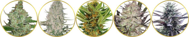 top-ranked list of the best discreet low-odor cannabis strains