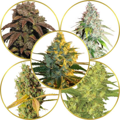 Top 10 Best Cannabis Strains for Energy