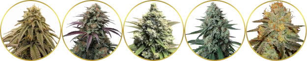 top-ranked list of the best exotic marijuana strains to grow