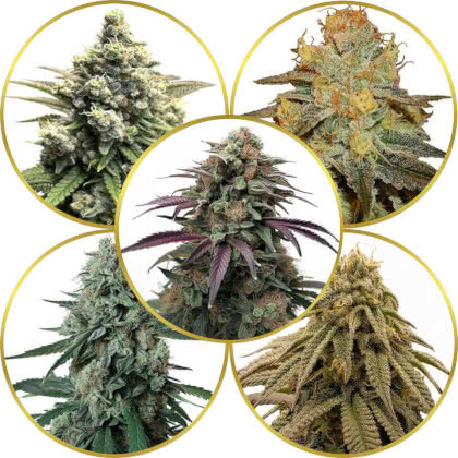 Top 10 Best Exotic Cannabis Strains to Grow