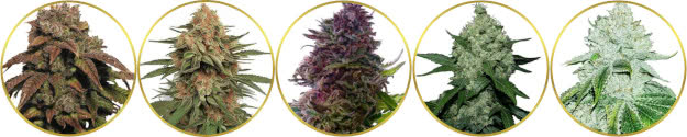 top-ranked list of the best fast-growing autoflower strains