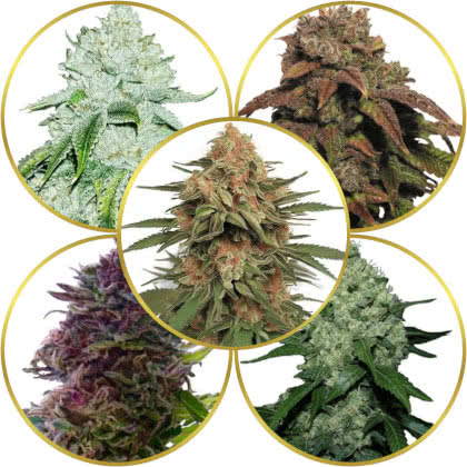 Top 10 Best Fast-Growing Autoflower Strains