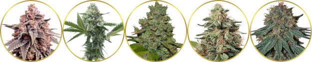 top-rated list of the best feminized seeds sold online