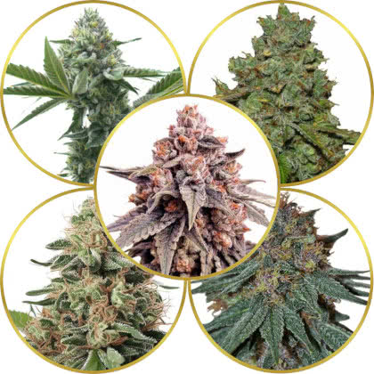 Top 10 Best Feminized Marijuana Seeds to Grow