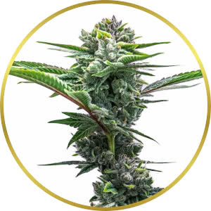 GMO Cookies Autoflower Seeds for sale from Homegrown