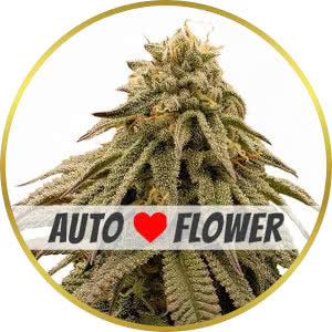 GMO Cookies Autoflower Seeds for sale from ILGM