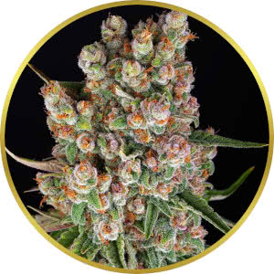 GMO Cookies Autoflower Seeds for sale from Seedsman by Barney's Farm