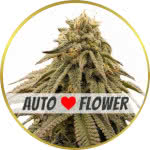 GMO Cookies Autoflower Seeds for sale USA