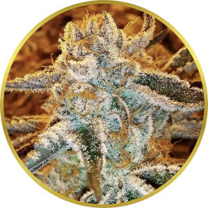 GMO Cookies strain bud closeup