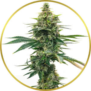 GMO Cookies Feminized Seeds for sale from Homegrown