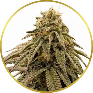 GMO Cookies Feminized Seeds for sale from ILGM