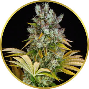 GMO Cookies Feminized Seeds for sale from Seedsman by Barney's Farm