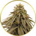 GMO Cookies Feminized Seeds for sale USA