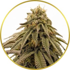 GMO Cookies marijuana strain