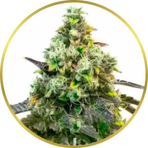 Godfather OG Feminized Seeds for sale from Blimburn