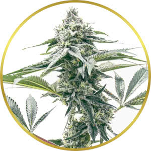 Godfather OG Feminized Seeds for sale from Homegrown