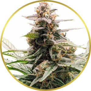 Godfather OG Feminized Seeds for sale from ILGM