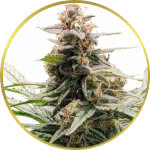 Godfather OG Feminized Seeds for sale USA