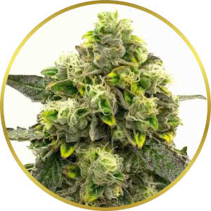 Gold Leaf Autoflower Seeds for sale from Blimburn