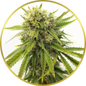 Gold Leaf Autoflower Seeds for sale from Homegrown