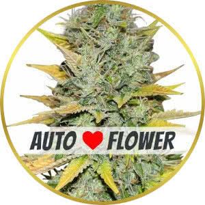 Gold Leaf Autoflower Seeds for sale from ILGM