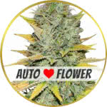 Gold Leaf Autoflower Seeds for sale USA