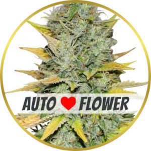 Gold Leaf Autoflower marijuana strain