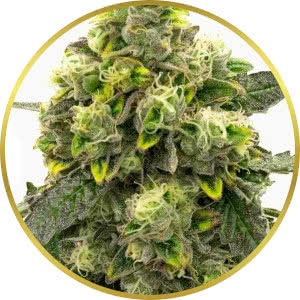 Gold Leaf Feminized Seeds for sale from Blimburn