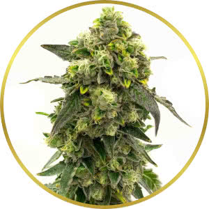 Gold Leaf Feminized Seeds for sale from Homegrown